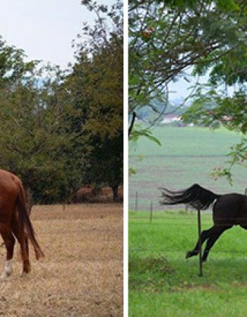 Nyanza Guest Cottages and Family Lodge