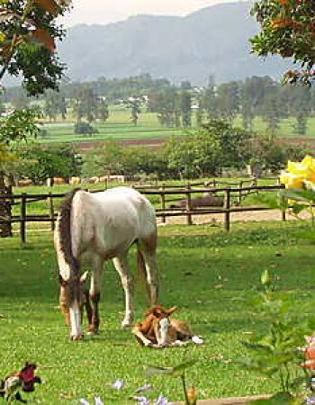 Nyanza Guest Cottages and Family Lodge