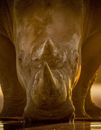 Kifaru Luxury Lodge & Bush Camp