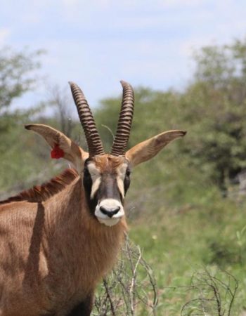Kifaru Luxury Lodge & Bush Camp