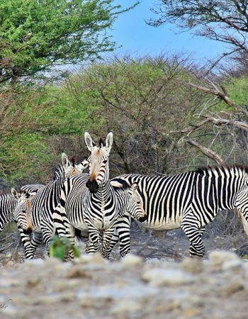 Kifaru Luxury Lodge & Bush Camp