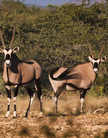 Kifaru Luxury Lodge & Bush Camp