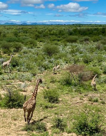 Kifaru Luxury Lodge & Bush Camp