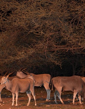 Emanya@ Etosha game Lodge