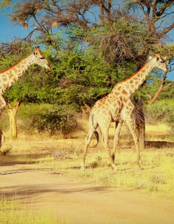 Otjiwa Safari Lodge