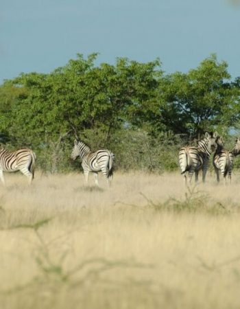 Uukwaluudhi Safari Lodge