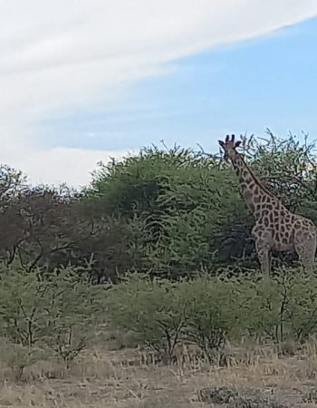 Uukwaluudhi Safari Lodge