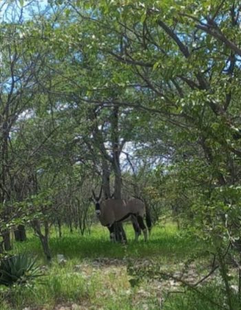 Uukwaluudhi Safari Lodge