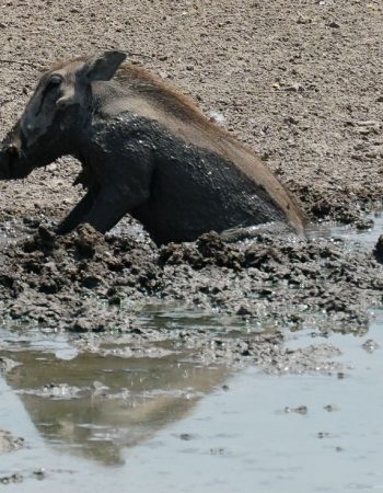 Uukwaluudhi Safari Lodge