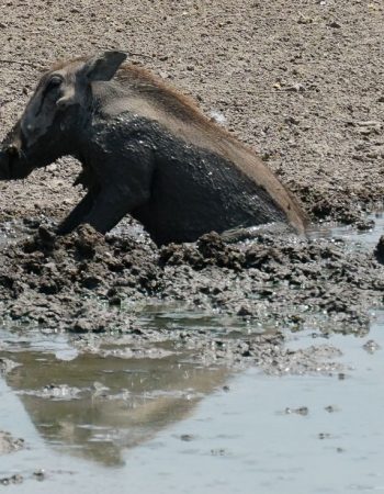 Uukwaluudhi Safari Lodge