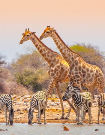 Epupa Car Rentals And Concierge