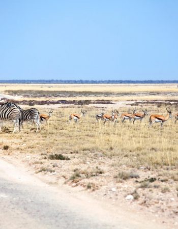 Epupa Car Rentals And Concierge
